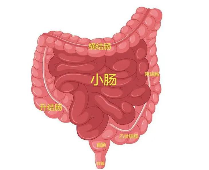 怎么改善小肠吸收功能